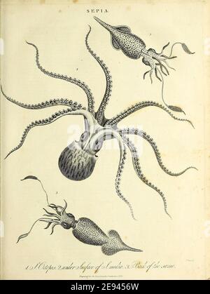 Sépia [les seiches ou les tortues sont des mollusques marins de l'ordre de Sepiida. Ils appartiennent à la classe Cephalopoda, qui comprend également le calmar, les pieuvres et les nautiludes. Le seiche a une coquille interne unique, le seiche, qui est utilisé pour le contrôle de la flottabilité] gravure de Copperplate de l'Encyclopédie Londinensis ou, Dictionnaire universel des arts, des sciences et de la littérature; Volume XXIII; édité par Wilkes, John. Publié à Londres en 1828 Banque D'Images