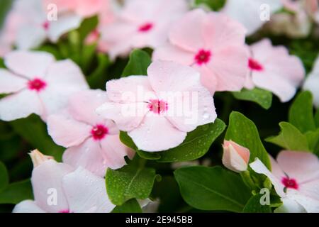 Fleurs de Catharanthus. Fleurs blanches roses d'été en gouttes de rosée du matin. Vue rapprochée de la rue lit de fleurs tropicales, fond naturel. Banque D'Images
