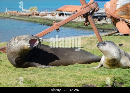 phoques du sud à grytviken, géorgie du sud Banque D'Images