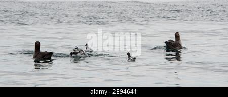 Cape Petrels et Southern Giant pétrels sur l'eau dans Ocean Harbour South Georgia Island Antarctique Banque D'Images