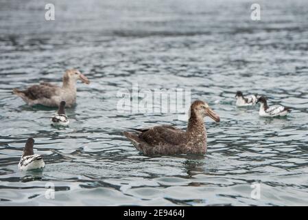 Cape Petrels et Southern Giant pétrels sur l'eau dans Ocean Harbour South Georgia Island Antarctique Banque D'Images