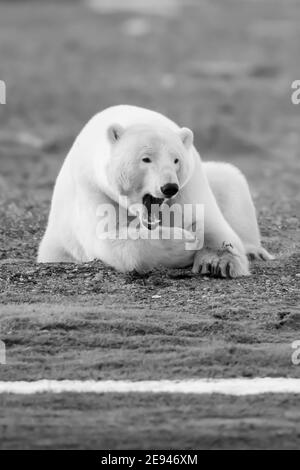 Ours polaire joueur (Ursus maritimus) dans le cercle arctique de Kaktovik, en Alaska Banque D'Images