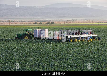 Récolte des ouvriers agricoles hispaniques - emballage du chou-fleur organique 'Brassica oleracea var. Botrytis', tracteur John Deere, petit matin léger, Californie. Banque D'Images