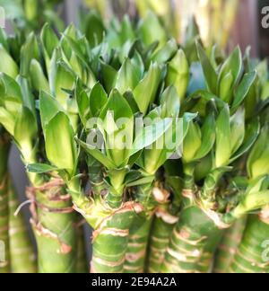 Plante de bambou chanceux (Dracaena sanderiana) à vendre Banque D'Images