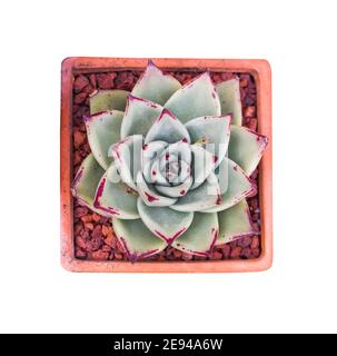 Plantes succulentes miniatures (cactus succulents) isolées sur blanc Banque D'Images