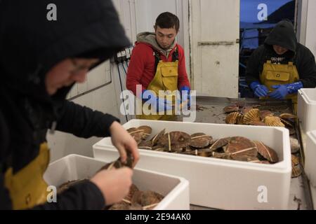 Personnel du Loch Fyne Seafarms, triant les pétoncles, les homards et les lagoustines, pour l'expédition aux clients au Royaume-Uni, en Europe et en Asie, à Tarbert, Argyllshire, Écosse, Royaume-Uni, 11 décembre 2020. Le propriétaire Jamie McMillan craint que le Brexit ne cause des difficultés et des complications indicibles pour son entreprise d’exportation de produits vivants. Banque D'Images