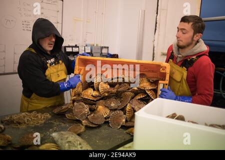 Personnel du Loch Fyne Seafarms, triant les pétoncles, les homards et les lagoustines, pour l'expédition aux clients au Royaume-Uni, en Europe et en Asie, à Tarbert, Argyllshire, Écosse, Royaume-Uni, 11 décembre 2020. Le propriétaire Jamie McMillan craint que le Brexit ne cause des difficultés et des complications indicibles pour son entreprise d’exportation de produits vivants. Banque D'Images