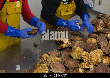 Personnel du Loch Fyne Seafarms, triant les pétoncles, les homards et les lagoustines, pour l'expédition aux clients au Royaume-Uni, en Europe et en Asie, à Tarbert, Argyllshire, Écosse, Royaume-Uni, 11 décembre 2020. Le propriétaire Jamie McMillan craint que le Brexit ne cause des difficultés et des complications indicibles pour son entreprise d’exportation de produits vivants. Banque D'Images