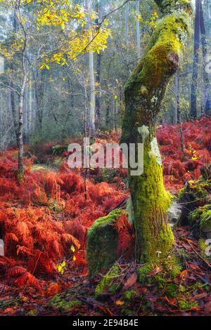 Arbre en hiver dans la forêt de Peitieiros, Gondomar, Galice, Espagne Banque D'Images