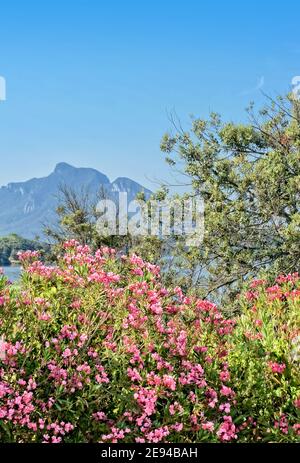 Vue sur la montagne Sabaudia - Parc National de Circeo - Latina Italie Banque D'Images