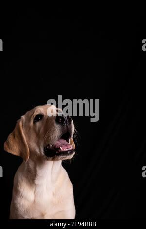 Bébé labrador aboyant et regardant avec ses beaux yeux, Portrait d'un chien sur fond noir Banque D'Images