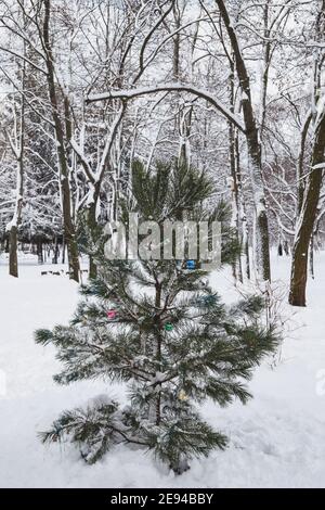 Pins enneigés avec quelques jouets de noël dans le parc d'hiver. Hiver enneigé dans un parc de la ville Banque D'Images