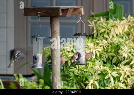 Une variété de petits oiseaux de jardin se nourrissant de graines de tournesol Coeurs plusieurs quatre 4 goldfinch goldfinches chaffinch chaffinches carduelis carduelis fringi Banque D'Images