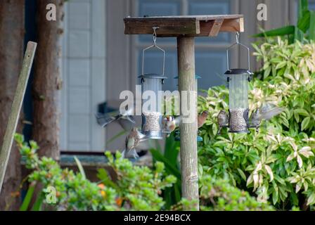 Une variété de petits oiseaux de jardin se nourrissant de graines de tournesol Coeurs plusieurs six 6 goldfinch goldfinches chaffinches carduelis carduelis fringil Banque D'Images