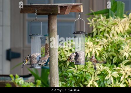 Une variété de petits oiseaux de jardin Finches se nourrissant sur le tournesol Cœurs de semence plusieurs trois 3 goldfinch goldfinches un 1 chaffinch carduelis carduelis ven Banque D'Images