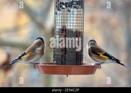 Finch européen mangeant en hiver sur la mangeoire, Stieglitz, Chardonneret élégant, Carduelis carduelis, tengelic, Budapest, Hongrie, Magyarország Banque D'Images