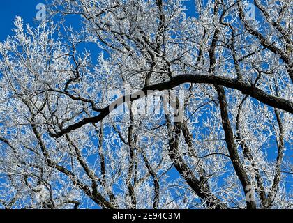 Sieversdorf, Allemagne. 31 janvier 2021. Les branches des arbres sont couvertes de givre. Credit: Patrick Pleul/dpa-Zentralbild/ZB/dpa/Alay Live News Banque D'Images