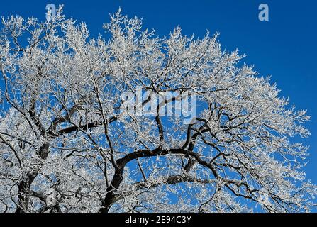 Sieversdorf, Allemagne. 31 janvier 2021. Les branches des arbres sont couvertes de givre. Credit: Patrick Pleul/dpa-Zentralbild/ZB/dpa/Alay Live News Banque D'Images