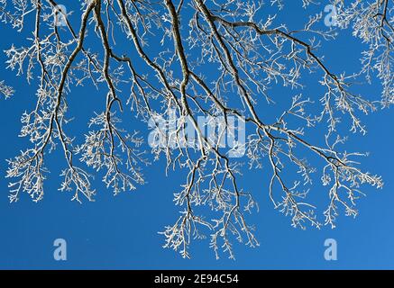 Sieversdorf, Allemagne. 31 janvier 2021. Les branches d'un arbre sont couvertes de givre. Credit: Patrick Pleul/dpa-Zentralbild/ZB/dpa/Alay Live News Banque D'Images