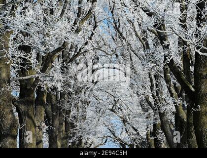 Sieversdorf, Allemagne. 31 janvier 2021. Les branches d'arbres d'une avenue sont couvertes de givre. Credit: Patrick Pleul/dpa-Zentralbild/ZB/dpa/Alay Live News Banque D'Images