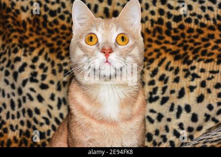 Gros plan d'un chat aux yeux jaunes regardant l'appareil photo Banque D'Images