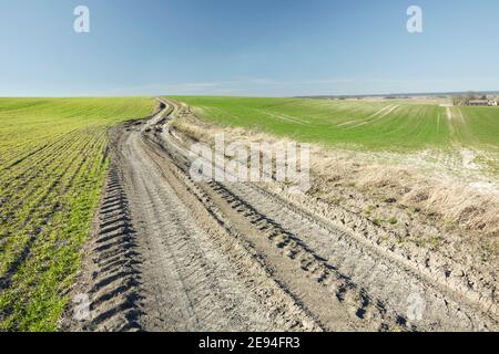 Une route de terre sablonneuse parmi les champs de printemps verts Banque D'Images