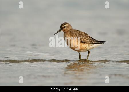 Red Knot (Calidris canutus), oiseau migrateur traversant les eaux peu profondes de la mer des wadden, faune, Europe. Banque D'Images