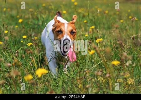 Jack Russell terrier chien courant sur la prairie d'été avec des fleurs de pissenlit jaune, sa longue langue dépasse, les yeux à moitié fermés comme si elle riait Banque D'Images