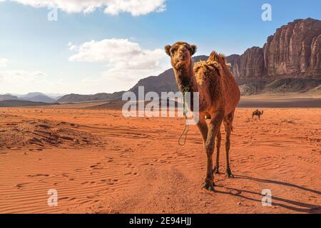 Deux chameaux, grand animal en premier plan, marchant sur le sable orange rouge du désert de Wadi Rum, arrière-plan des montagnes Banque D'Images