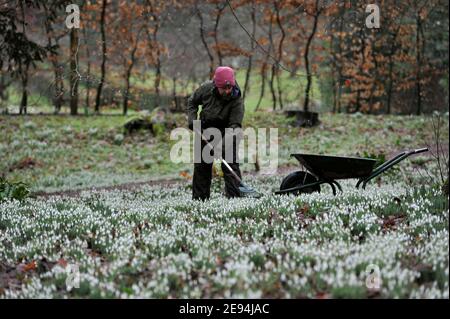 Emma Hiatt, jardinière, libère le chemin des feuilles avant que les visiteurs commencent à arriver.Les gouttes de neige arrivent dans leur propre jardin à Painswick Rococo, Banque D'Images