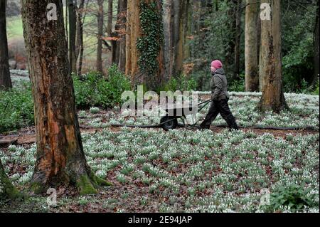 Emma Hiatt, jardinière, libère le chemin des feuilles avant que les visiteurs commencent à arriver.Les gouttes de neige arrivent dans leur propre jardin à Painswick Rococo, Banque D'Images