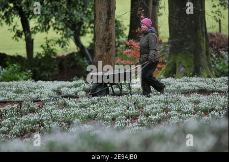 Emma Hiatt, jardinière, libère le chemin des feuilles avant que les visiteurs commencent à arriver.Les gouttes de neige arrivent dans leur propre jardin à Painswick Rococo, Banque D'Images