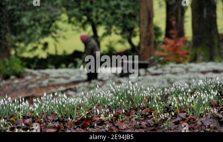 Emma Hiatt, jardinière, libère le chemin des feuilles avant que les visiteurs commencent à arriver.Les gouttes de neige arrivent dans leur propre jardin à Painswick Rococo, Banque D'Images