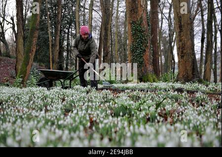 Emma Hiatt, jardinière, libère le chemin des feuilles avant que les visiteurs commencent à arriver.Les gouttes de neige arrivent dans leur propre jardin à Painswick Rococo, Banque D'Images