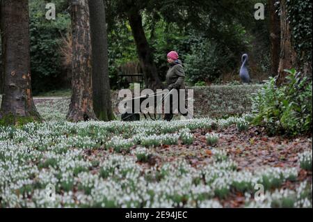 Emma Hiatt, jardinière, libère le chemin des feuilles avant que les visiteurs commencent à arriver.Les gouttes de neige arrivent dans leur propre jardin à Painswick Rococo, Banque D'Images