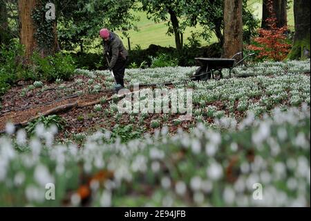 Emma Hiatt, jardinière, libère le chemin des feuilles avant que les visiteurs commencent à arriver.Les gouttes de neige arrivent dans leur propre jardin à Painswick Rococo, Banque D'Images