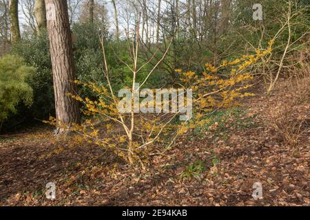 Fleurs d'orange vif sur un arbuste à fleurs d'hiver Hazel (Hamamelis x Intermedia 'Vesna') poussant dans un jardin boisé dans le Devon rural, Angleterre Banque D'Images