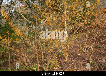 Fleurs d'orange vif sur un arbuste à fleurs d'hiver Hazel (Hamamelis x Intermedia 'Vesna') poussant dans un jardin boisé dans le Devon rural, Angleterre Banque D'Images