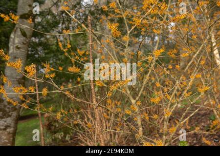 Fleurs d'orange vif sur un arbuste à fleurs d'hiver Hazel (Hamamelis x Intermedia 'Vesna') poussant dans un jardin boisé dans le Devon rural, Angleterre Banque D'Images