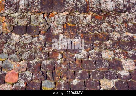 Vieux tuiles roumaines texture avec lichens à cause de l'humidité climat Banque D'Images