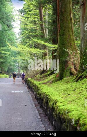 Forêt de cèdre à Nikko, Japon. Cèdres anciens. Banque D'Images