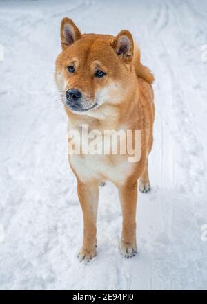 Chien Shiba-Inu en hiver sur la neige. Photo de haute qualité. Banque D'Images