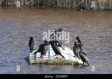 Un rassemblement de 9 Cormorans européens, debout sur un toit submergé et qui semblent avoir un point de vue différent ! Segura River, Almeria, Espagne. Banque D'Images