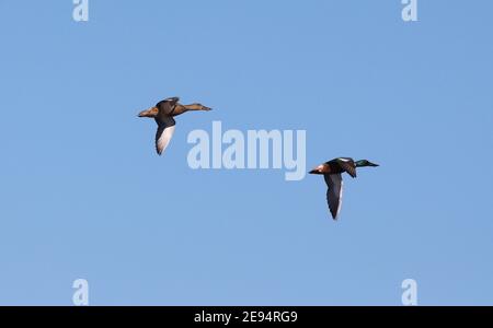 Une paire de canards de la pelle butte (mâles et femelles), volant ensemble contre un ciel bleu clair dans le sud de l'Espagne. Des cibles en mouvement pendant la saison de chasse ! Banque D'Images