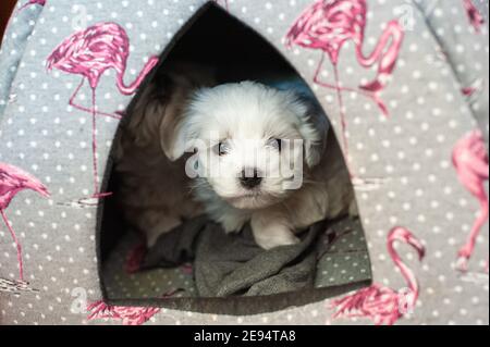 Rome, Italie: Chiots maltais. © Andrea Sabbadini Banque D'Images