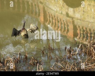 Sculpture en métal authentique d'un grand oiseau aquatique avec des ailes étirées, émergeant des roseaux sur un lac à Castle Ashby. Banque D'Images