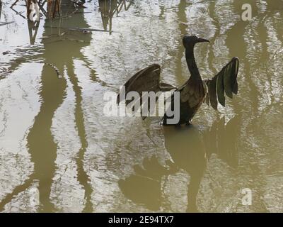 Silhouette d'une sculpture d'oiseau d'eau avec des ailes étirées en métal, parmi les réflexions d'un arbre dans l'eau d'un lac au château d'Ashby. Banque D'Images