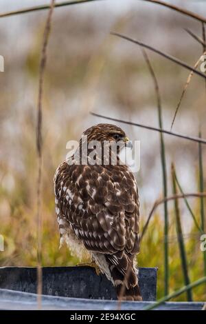 Un jeune buse à queue rouge (Buteo jamaicensis) Au refuge national de la faune Merced dans la vallée centrale De Californie, États-Unis Banque D'Images