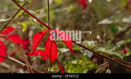 Feuilles d'automne rouges d'un arbre américain Ivy, foyer sélectif - Parthenocissus quinquefolia Banque D'Images