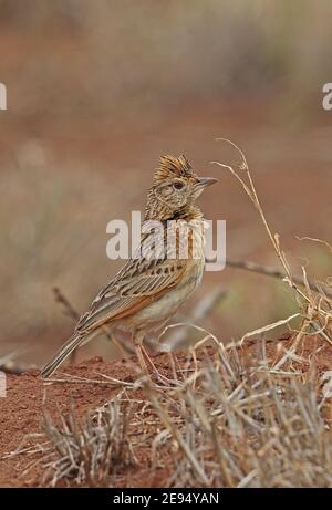 Lark à rapaces (Mirafra africana transvaalensis) adulte debout sur le sol, parc national Kruger, Afrique du Sud Novembre Banque D'Images